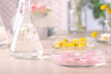 Petri dish with pink rose petals on wooden table, space for text. Essential oil extraction