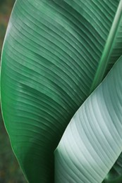 Beautiful green leaf of banana plant outdoors, closeup. Tropical vegetation