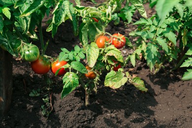 Photo of Beautiful green plants with ripening tomatoes in garden on sunny day