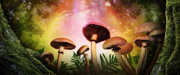 Fantasy world. Mushrooms lit by magic light in enchanted forest, banner design