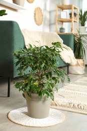 Photo of Beautiful different potted green plants in room. House decor