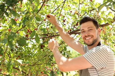Man picking cherries in garden on sunny day