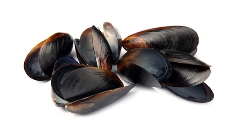 Open empty mussel shells on white background