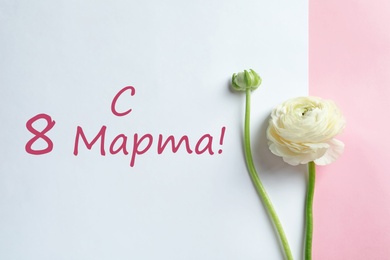 Image of International Women's Day greeting card design. Beautiful ranunculus and text Happy 8 March written in Russian on color background, flat lay