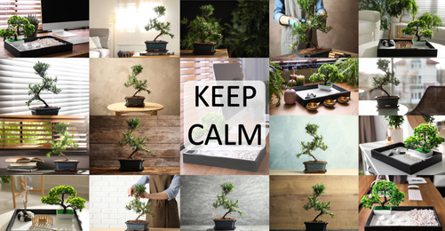 Collage with photos of bonsai tree. Zen and harmony