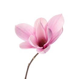 Photo of Beautiful delicate magnolia flower isolated on white