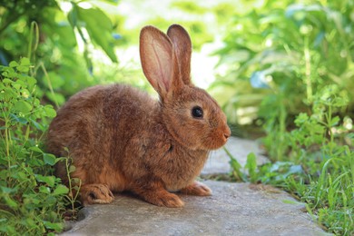 Cute fluffy rabbit on paved path in garden