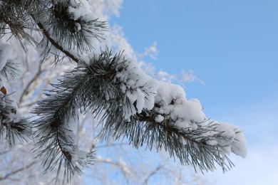 Fir branches covered with snow against blue sky, closeup