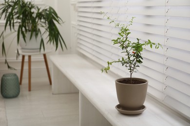 Photo of Young potted pomegranate tree on window sill indoors, space for text