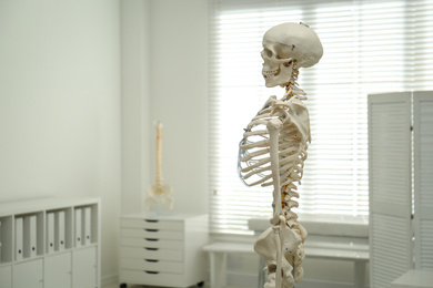 Human skeleton model in orthopedist's office. Space for text