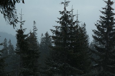 Photo of Beautiful tall green coniferous trees in forest on winter day