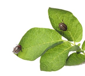 Photo of Two colorado potato beetles on green plant against white background