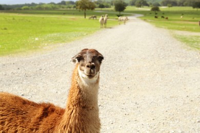 Beautiful fluffy llama on road in safari park