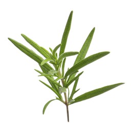 Photo of Aromatic rosemary sprig isolated on white. Fresh herb