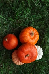 Many ripe pumpkins among green grass outdoors, flat lay. Space for text