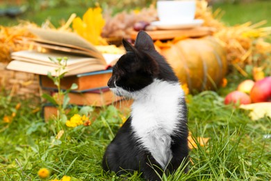 Adorable black and white kitten sitting on green grass outdoors. Autumn season