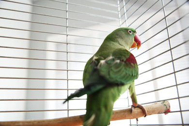 Photo of Beautiful Alexandrine Parakeet on branch in cage, low angle view