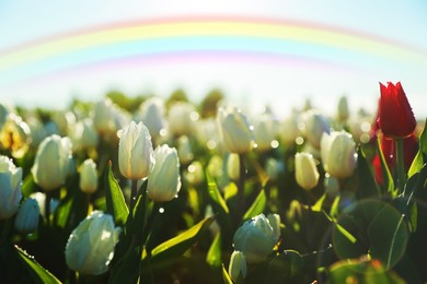 Beautiful rainbow in blue sky over field of blooming tulips on sunny day