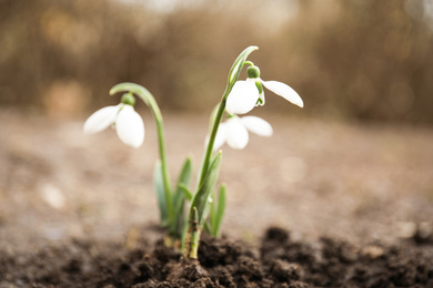 Photo of Beautiful blooming snowdrop flowers growing in ground. Springtime