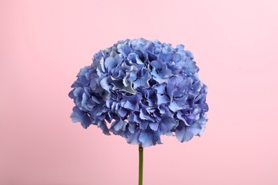 Delicate blue hortensia flowers on pink background