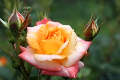 Photo of Beautiful rose flower with dew drops in garden, closeup