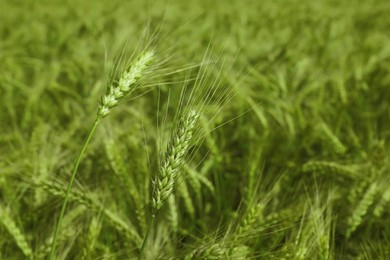 Closeup view of agricultural field with ripening wheat crop
