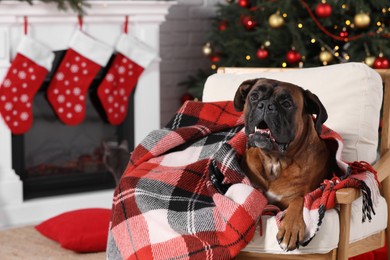 Photo of Cute dog covered with plaid on armchair in room decorated for Christmas