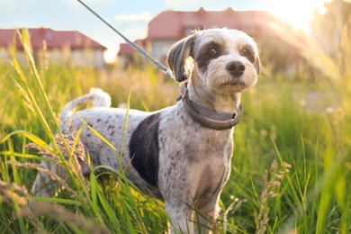 Cute dog with leash in green grass outdoors