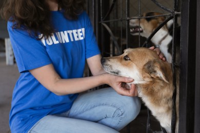 Volunteer near dog cage in animal shelter, closeup