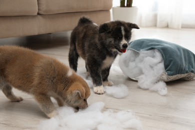 Cute Akita inu puppies playing with ripped pillow filler indoors. Mischievous dogs