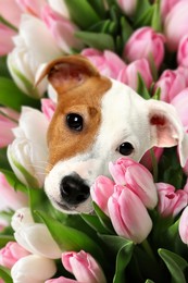 Adorable Jack Russel terrier surrounded by beautiful tulips. Spring mood