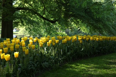 Photo of Many beautiful tulip flowers growing in park. Spring season