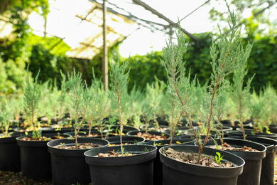 Potted thuja trees in greenhouse. Planting and gardening