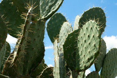 Photo of Beautiful prickly pear cactus growing against blue sky, closeup