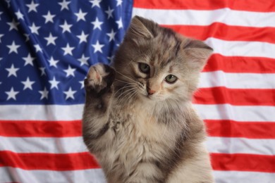 Cute little kitten against national flag of United States of America