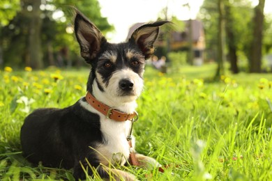 Cute dog with leash resting on green grass in park, space for text