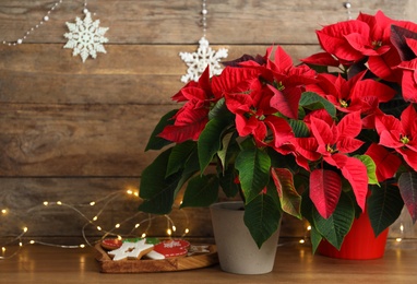 Poinsettia (traditional Christmas flower), cookies and string lights on wooden table