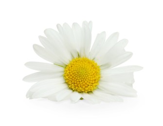 One beautiful daisy flower on white background