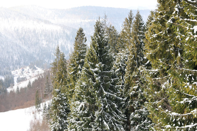 Beautiful view of conifer forest on snowy winter day