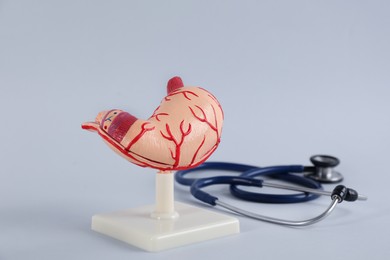 Human stomach model and stethoscope on light grey background