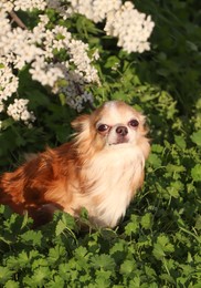 Photo of Cute fluffy Chihuahua dog near blossoming bush outdoors