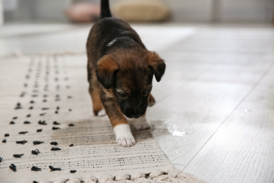 Adorable puppy near wet spot on carpet indoors