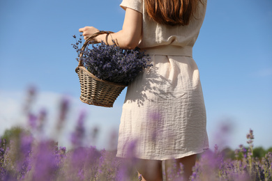 Young woman with wicker basket full of lavender flowers in field, closeup