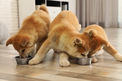Cute akita inu puppies eating from bowls at home
