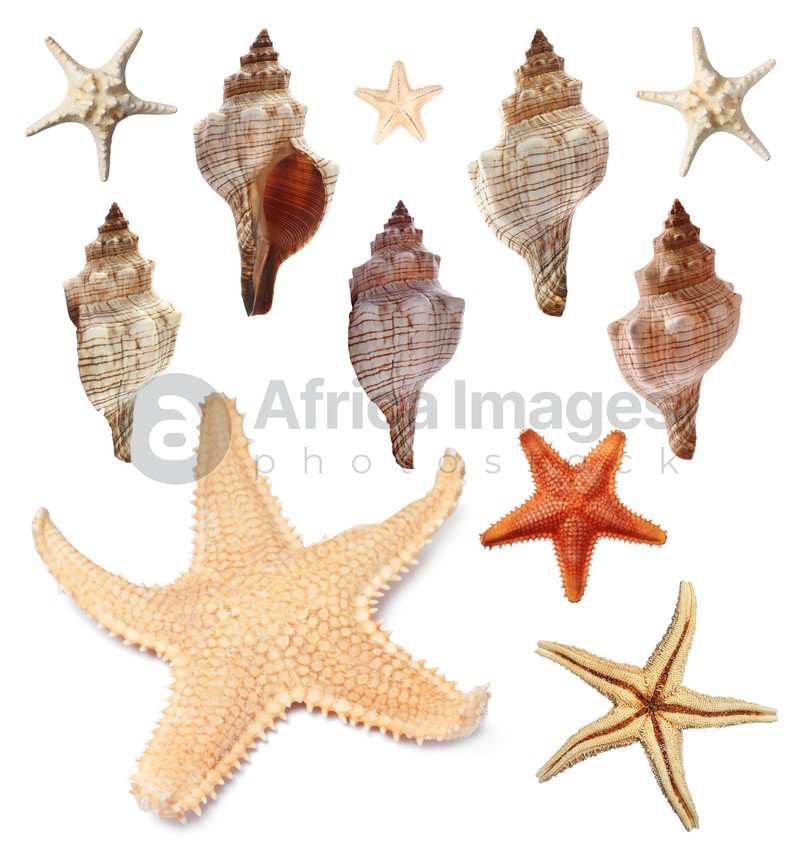 Collection of different beautiful sea stars and shells on white background