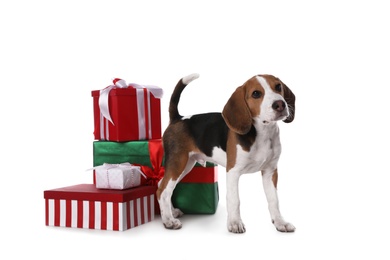 Cute Beagle puppy and Christmas presents on white background. Adorable pet