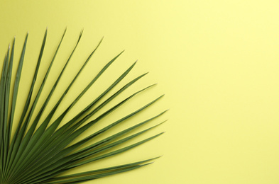 Leaf of tropical palm tree on yellow background, top view
