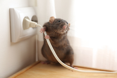 Rat near power socket indoors. Pest control