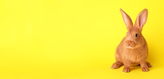 Cute bunny on yellow background. Easter symbol