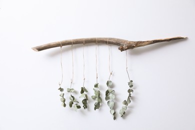 Beautiful garland made of eucalyptus and dry branch hanging on white wall